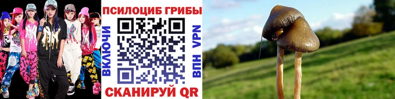 Купить где  Елец  Галлюциногенные грибы Psilocybe